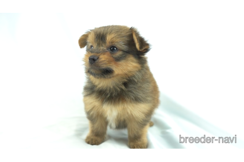 成約済の千葉県のミックス犬-157939の3枚目
